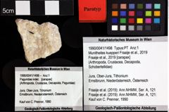 Foto (Objket + Etiketten) von Gastrosacus torosus (Robins, Feldmann & Schweitzer, 2013) 